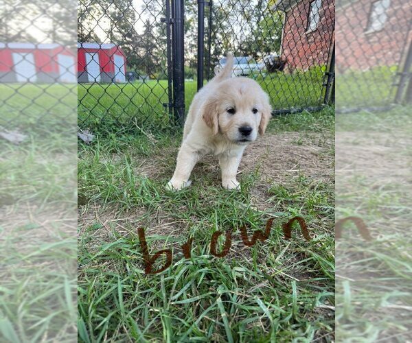 Medium Photo #4 English Cream Golden Retriever-Golden Retriever Mix Puppy For Sale in AUSTIN, IN, USA