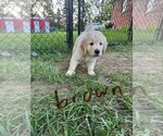 Small #3 English Cream Golden Retriever-Golden Retriever Mix