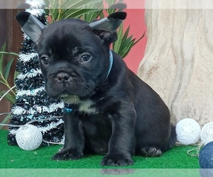 French Bulldog Puppy for sale in BOSTON, MA, USA