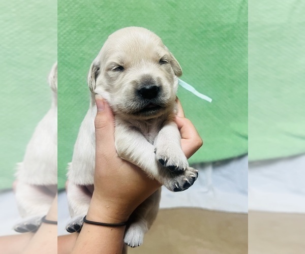 Medium Photo #8 Golden Retriever Puppy For Sale in BOILING SPGS, SC, USA