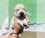 Small Photo #8 Golden Retriever Puppy For Sale in BOILING SPGS, SC, USA