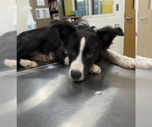 Border Collie-Unknown Mix Dogs for adoption in Forestville, MD, USA