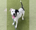 Small #1 American Pit Bull Terrier Mix