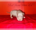 Small Photo #12 American Bully Puppy For Sale in TRENTON, NJ, USA