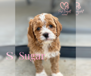 Cavapoo Puppy for sale in ELMHURST, IL, USA