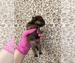 Small #8 Yorkshire Terrier