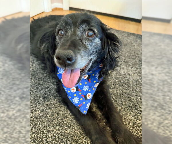 Medium Photo #2 Cocker Spaniel Puppy For Sale in Arlington, VA, USA