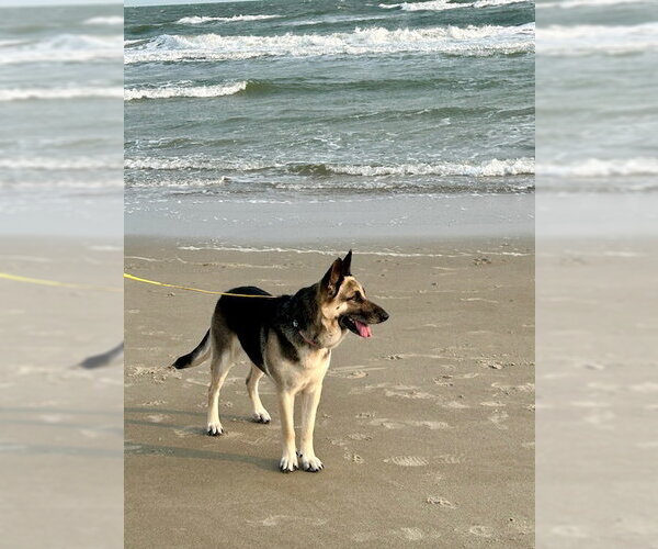 Medium Photo #2 German Shepherd Dog Puppy For Sale in New Hill, NC, USA