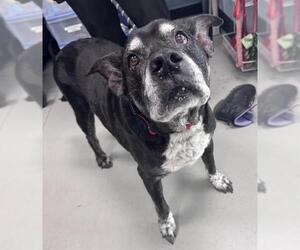Mutt Dogs for adoption in Palmetto, FL, USA
