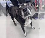 TANTO - Male Mutt Dog for Adoption - Small photo