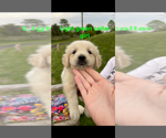 Puppy D Green Girl English Cream Golden Retriever