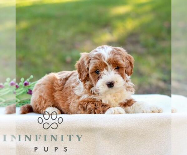 Medium Photo #4 Goldendoodle (Miniature) Puppy For Sale in LITITZ, PA, USA