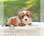 Evan - Male Goldendoodle (Miniature) Puppy for Sale - Photo #4