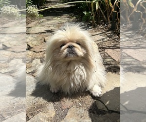 Pekingese Puppy for sale in MESQUITE, TX, USA