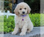 Small Photo #1 Bichpoo Puppy For Sale in KINZERS, PA, USA
