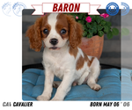 Small Photo #57 Cavalier King Charles Spaniel Puppy For Sale in GOSHEN, IN, USA