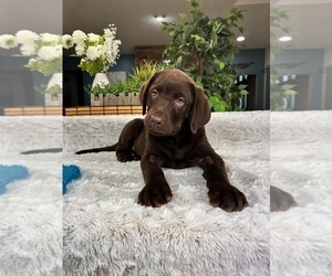 Labrador Retriever Puppy for sale in GREENFIELD, IN, USA
