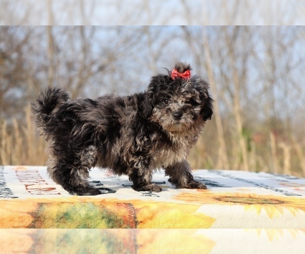 Medium Photo #15 ShihPoo Puppy For Sale in DYERSBURG, TN, USA
