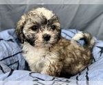 Small Photo #14 Zuchon Puppy For Sale in RENO, NV, USA