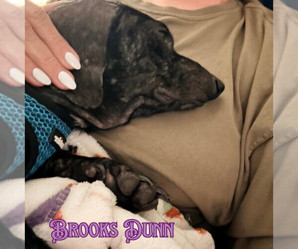 Medium Photo #8 Dachshund Puppy For Sale in San Antonio, TX, USA