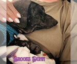 Small #7 Dachshund