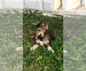 Siberian Husky-Wolf Hybrid Mix Puppy for sale in CHERRY HILL, NJ, USA