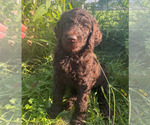 Small #1 Poodle (Standard)