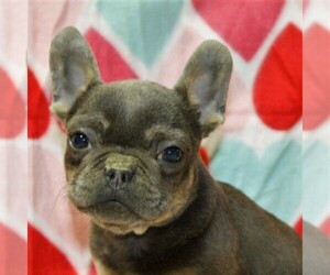 French Bulldog Puppy for sale in DANVILLE, PA, USA