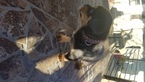 Small Photo #17 Rottweiler Puppy For Sale in RANCHO CORDOVA, CA, USA