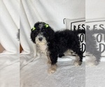 Small #1 Bernedoodle