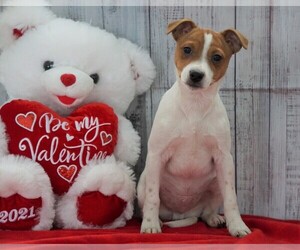 Foxy Russell Puppy for sale in FREDERICKSBG, OH, USA