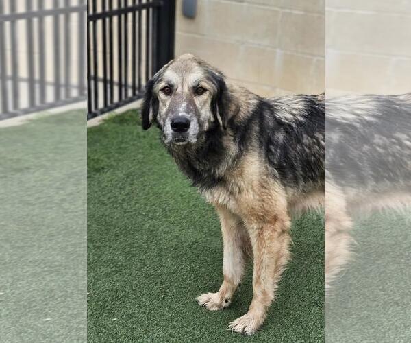 Medium Photo #3 Anatolian Shepherd-Unknown Mix Puppy For Sale in Rockwall, TX, USA