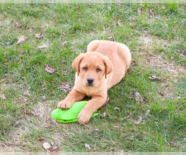 Medium Photo #5 Labrador Retriever Puppy For Sale in SYRACUSE, IN, USA