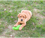 Small Photo #5 Labrador Retriever Puppy For Sale in SYRACUSE, IN, USA