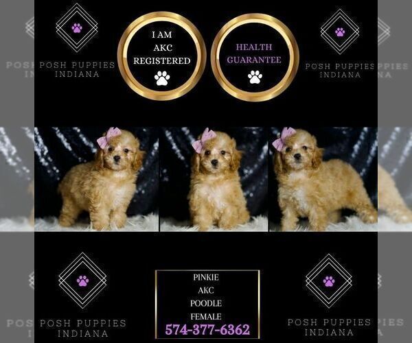 Medium Photo #4 Poodle (Toy) Puppy For Sale in WARSAW, IN, USA