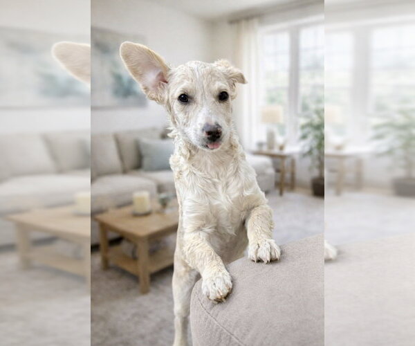 Medium Photo #5 Mutt Puppy For Sale in San Diego, CA, USA