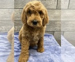 Small Photo #10 Goldendoodle-Poodle (Standard) Mix Puppy For Sale in RICHMOND, IL, USA
