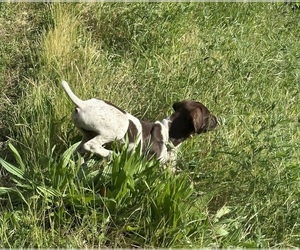 German Shorthaired Pointer Puppy for Sale in PLACERVILLE, California USA