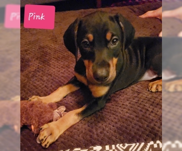 Medium Photo #1 Doberman Pinscher Puppy For Sale in SPRINGFIELD, IL, USA