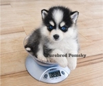 Small #2 Pomsky