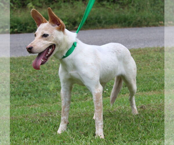 Medium Photo #4 Red Heeler-Unknown Mix Puppy For Sale in Prattville, AL, USA