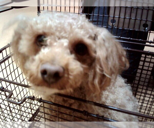 Medium Photo #1 Poodle (Miniature) Puppy For Sale in Martinez, CA, USA