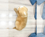 Small Photo #42 Goldendoodle (Miniature) Puppy For Sale in MILLERSBURG, OH, USA