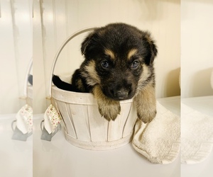 German Shepherd Dog Dog for Adoption in BUFFALO, New York USA