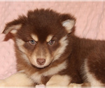 Small Photo #3 Pomsky Puppy For Sale in DENTON, TX, USA