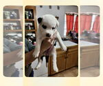 Small #6 Huskies  Mix