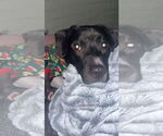 Small #3 American Pit Bull Terrier Mix