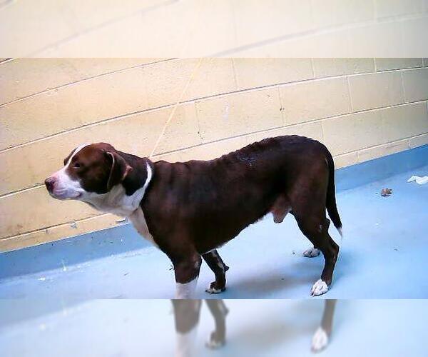 Medium Photo #1 Mutt Puppy For Sale in Tulsa, OK, USA