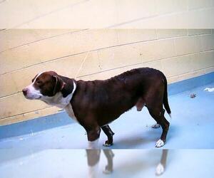 Mutt Dogs for adoption in Tulsa, OK, USA