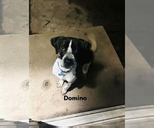 Labrador Retriever-Unknown Mix Dogs for adoption in Plainfield, IL, USA